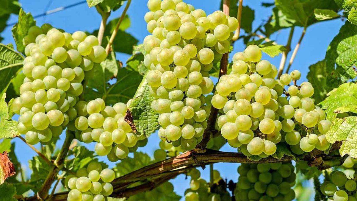 Üzümün Adeta ’Bir Doğa Mucizesi’ Olduğunu Gösteren 3 Faydası Keşfedildi