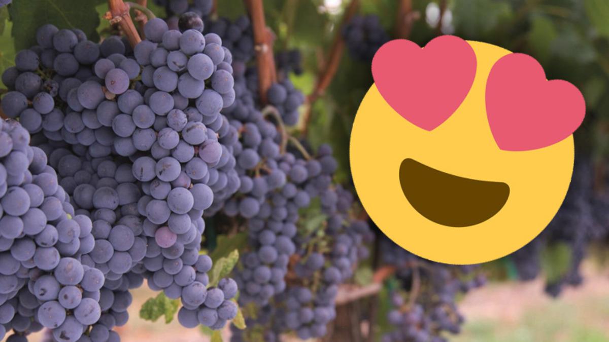 Üzümün Adeta ’Bir Doğa Mucizesi’ Olduğunu Gösteren 3 Faydası Keşfedildi