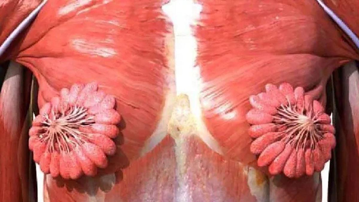 Dişi Hayvanların Göğüslerinde Memeler Gizliyken İnsanlarda Neden Dışa Doğru Çıkıntılı?