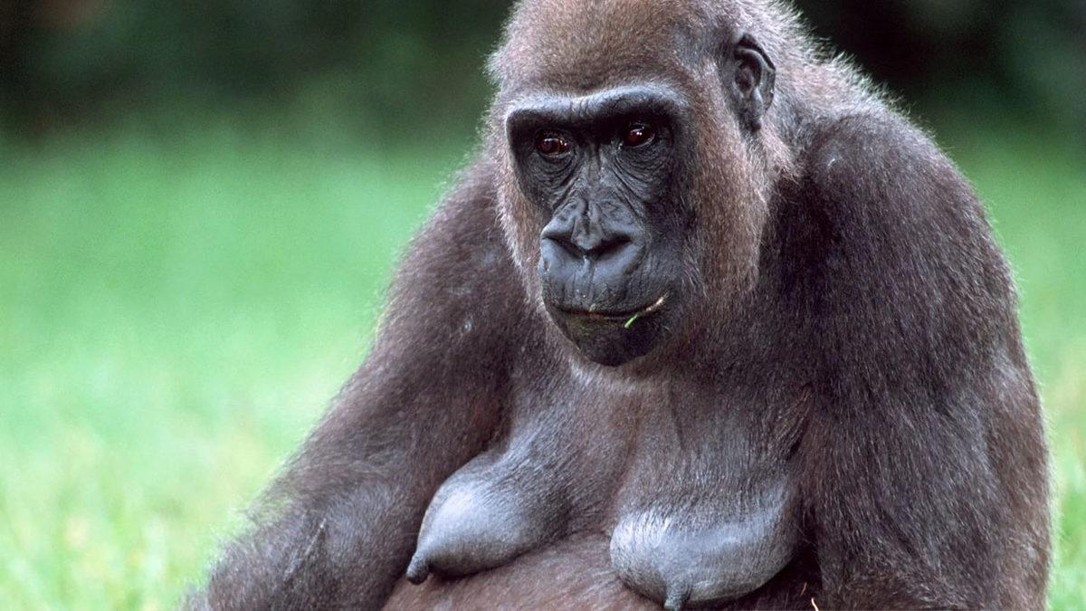 Dişi Hayvanların Göğüslerinde Memeler Gizliyken İnsanlarda Neden Dışa Doğru Çıkıntılı?