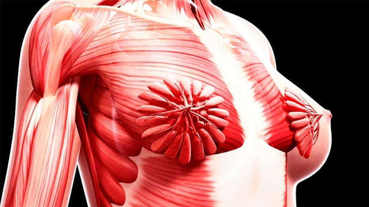 Dişi Hayvanların Göğüslerinde Memeler Gizliyken İnsanlarda Neden Dışa Doğru Çıkıntılı?