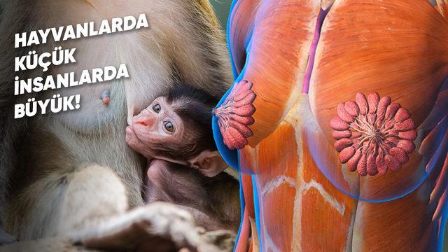 Dişi Hayvanların Göğüslerinde Memeler Gizliyken İnsanlarda Neden Dışa Doğru Çıkıntılı?