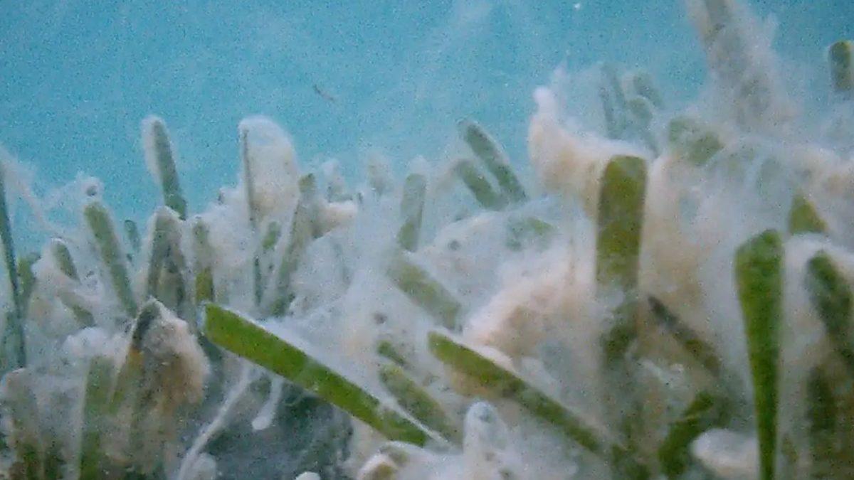 Marmara Denizi’ni Kaplayan Deniz Salyası, Uzmanlara Göre Kolera Salgını Başlatabilir