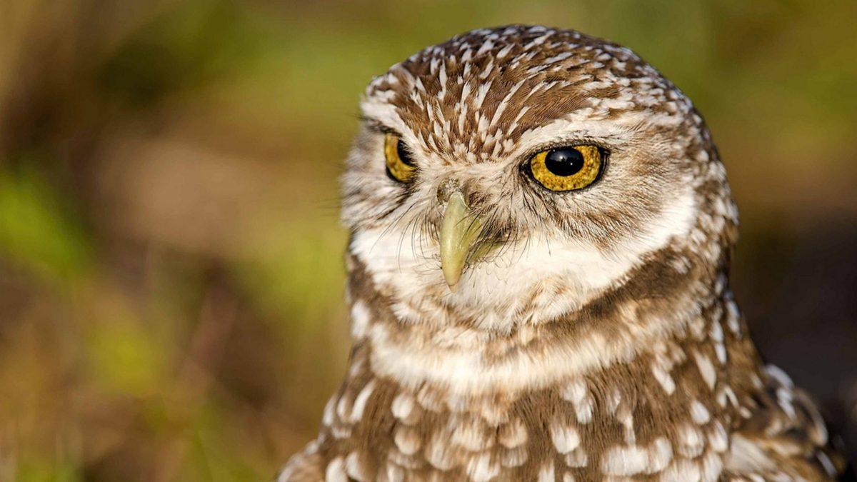 Öğrenince Baykuşların Kuş Olduğundan Şüphe Duyacağınız 10 Bilgi