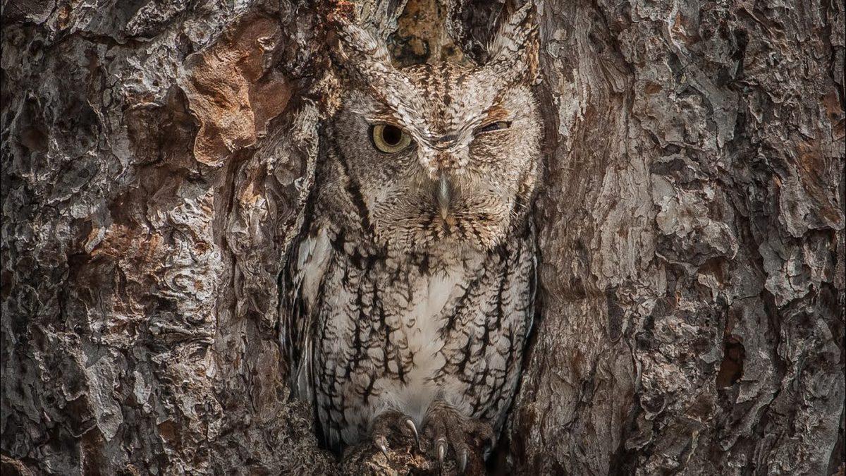 Öğrenince Baykuşların Kuş Olduğundan Şüphe Duyacağınız 10 Bilgi