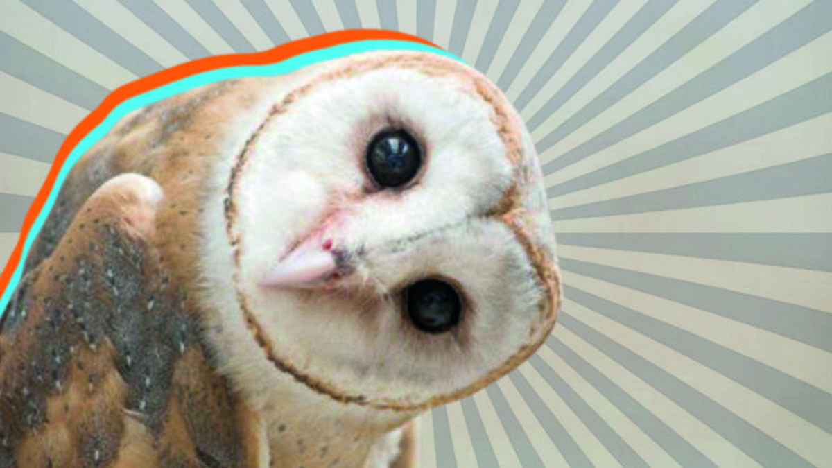 Öğrenince Baykuşların Kuş Olduğundan Şüphe Duyacağınız 10 Bilgi