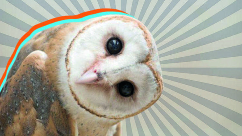 Öğrenince Baykuşların Kuş Olduğundan Şüphe Duyacağınız 10 Bilgi