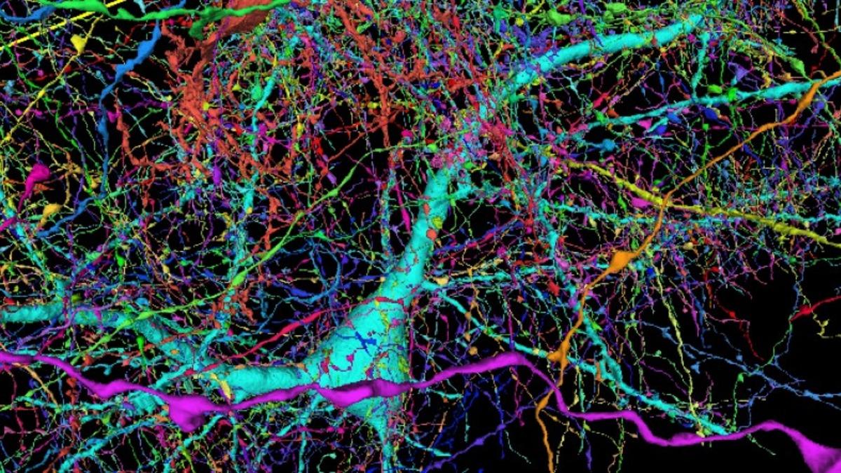 İnsan Beyninin Milyonda Birini Gösteren Görüntüler [Video]