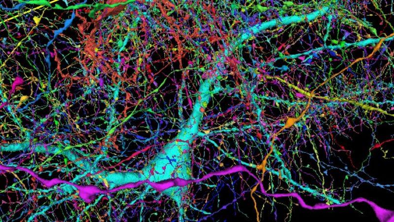 İnsan Beyninin Milyonda Birini Gösteren Görüntüler [Video]