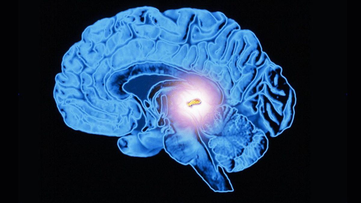 Beyninizde ‘Ruhun Tahtı’ Olarak Anılan Bir Yer Var: Epifiz Bezi Nedir, Nasıl Çalışıyor?