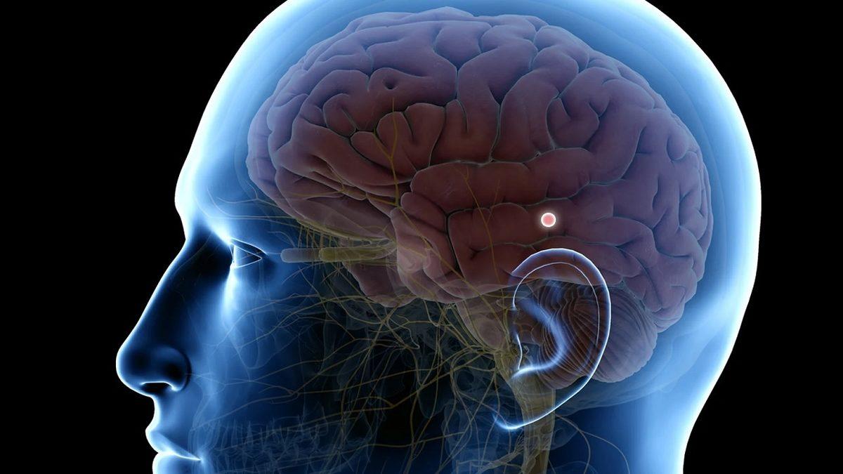 Beyninizde ‘Ruhun Tahtı’ Olarak Anılan Bir Yer Var: Epifiz Bezi Nedir, Nasıl Çalışıyor?