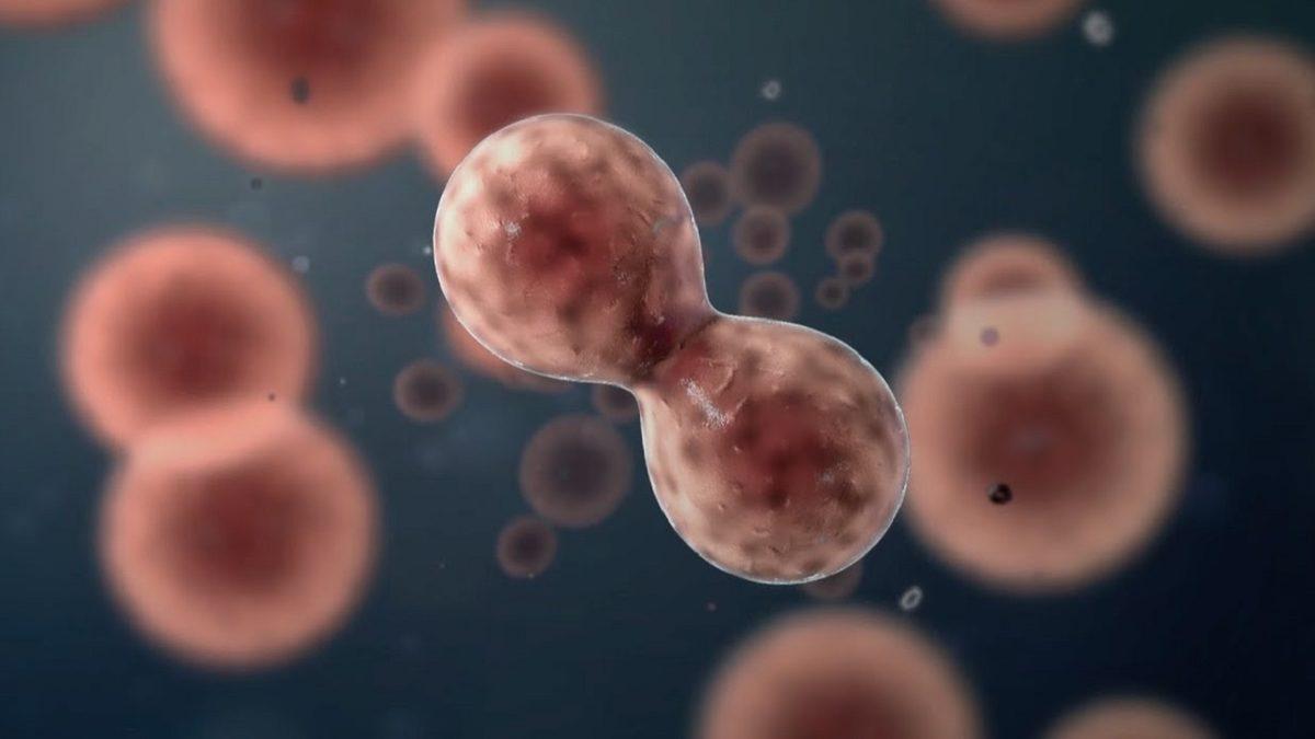 Koyun ve Maymun Klonlamak Mümkünken Neden Hâlâ İnsan Klonlamıyoruz?