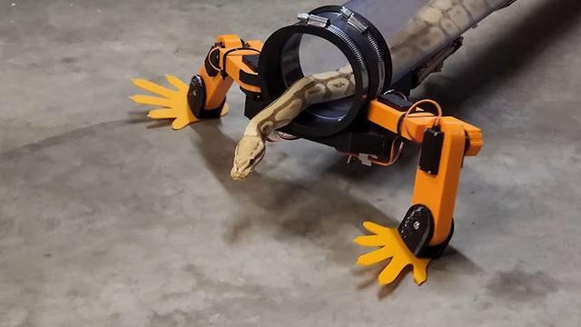 Siz Hiç Yürüyen Yılan Gördünüz mü? Bir YouTuber, 150 Milyon Yıldır Sürünen Yılanlara ’Ayak’ Yaptı [Video]