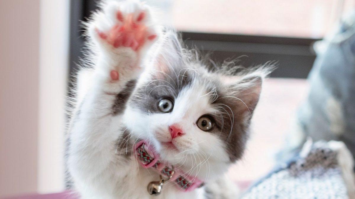 Kedi ve İnsanlar Arasında Beş Farklı İlişki Türü Olduğu Ortaya Çıktı