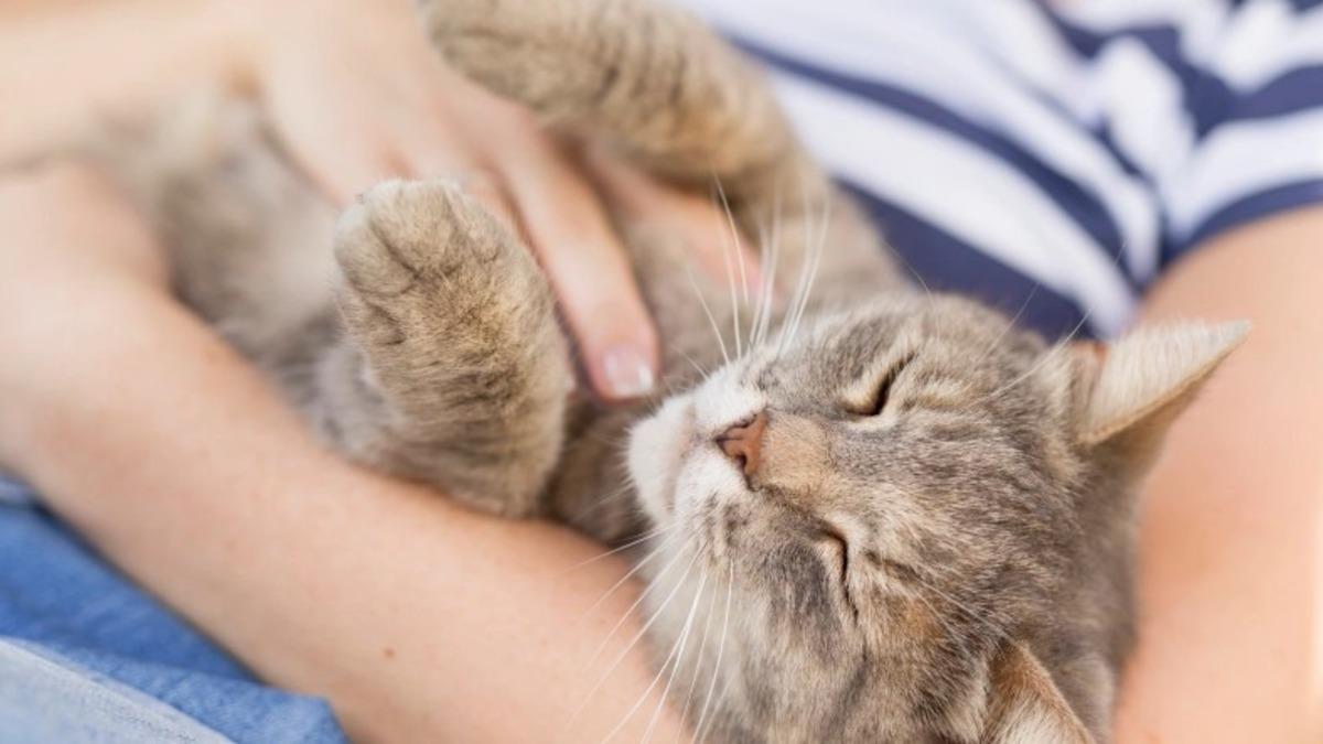 Kedi ve İnsanlar Arasında Beş Farklı İlişki Türü Olduğu Ortaya Çıktı