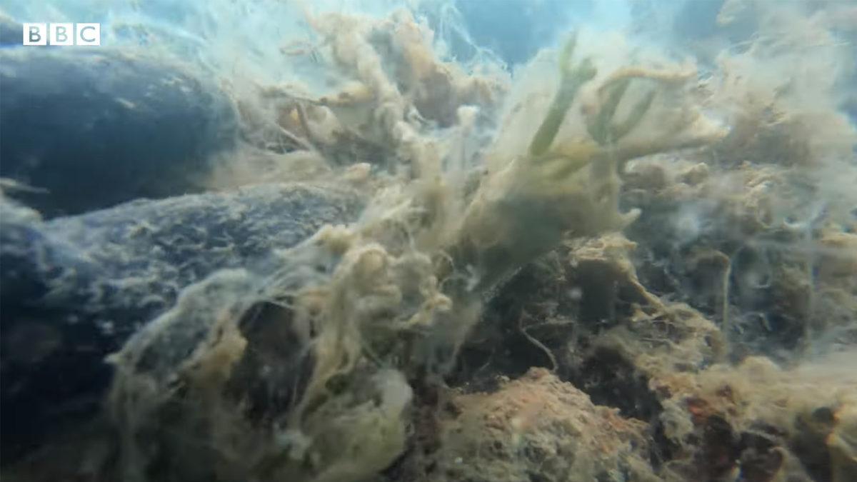 BBC, Müsilajın Ele Geçirdiği Marmara Denizi’nin Dibini Görüntüledi: İzleyecekleriniz Endişe Verici [Video]