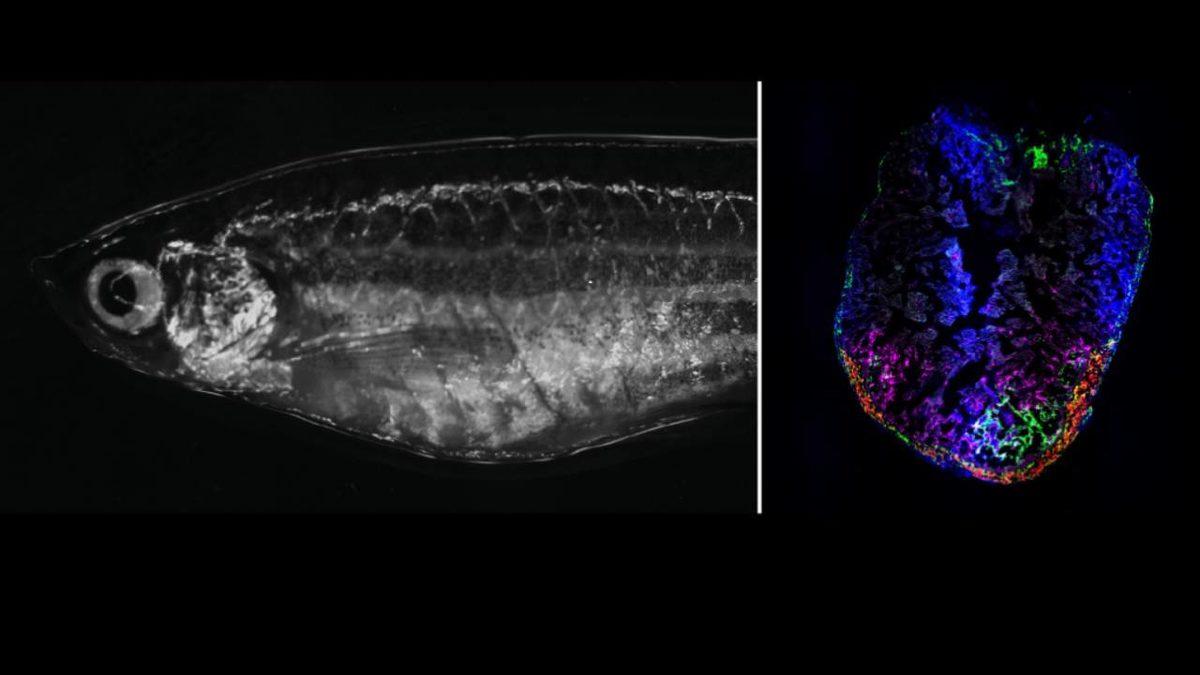 Açken Biz, Gerçekten Biz Değilmişiz! Tıpta Geçtiğimiz Bir Ayda Yaşanan Önemli Gelişmeleri Derledik