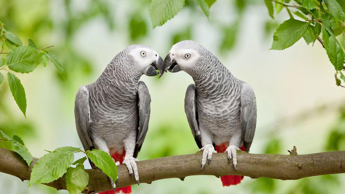 İnsana En Yakın Canlılar Olan Maymunlar Konuşamıyorken Dudakları Bile Olmayan Papağanlar Nasıl Konuşabiliyor?