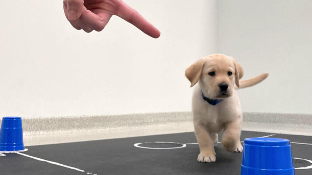 Köpeklerin Doğdukları Andan İtibaren İnsanları Anlayabildikleri Keşfedildi