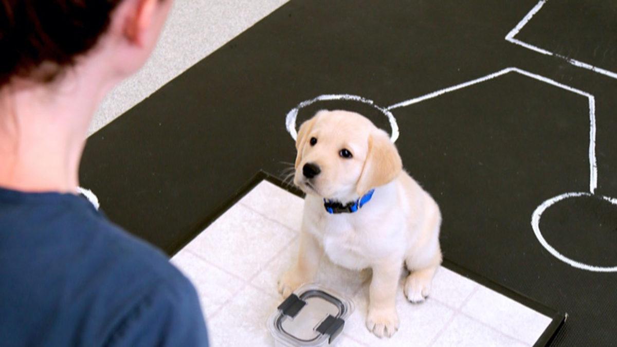 Köpeklerin Doğdukları Andan İtibaren İnsanları Anlayabildikleri Keşfedildi