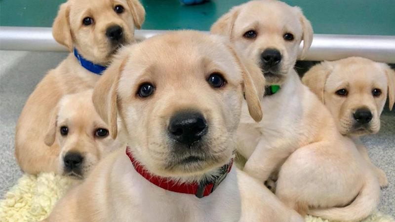 Köpeklerin Doğdukları Andan İtibaren İnsanları Anlayabildikleri Keşfedildi