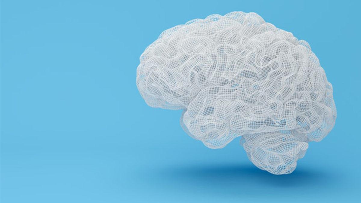 İnsan Vücudunda En Fazla Ortak Noktaya Sahip İki Organ Belirlendi: Beyin ve Testisler