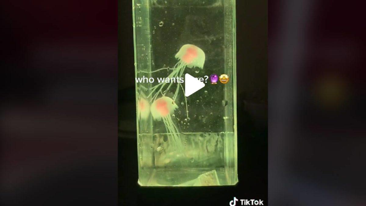 TikTok’ta Viral Olan 10 İlginç ve Kullanışlı Ürün