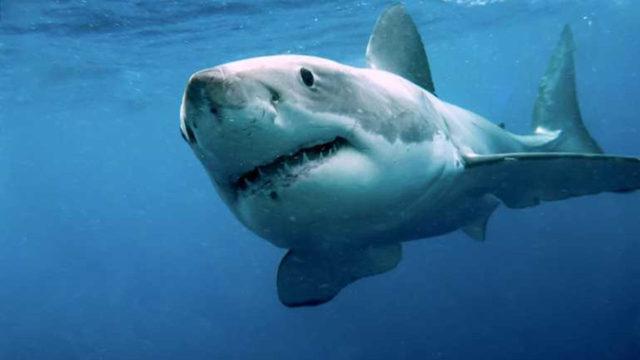 Köpek Balıklarının Milyonlarca Yıl Önce Yok Olmanın Eşiğinden Döndüğü Ortaya Çıktı