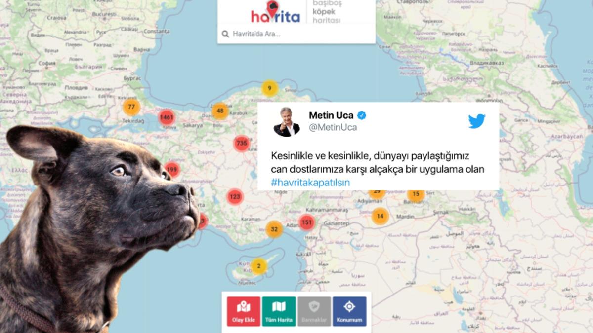 Sokak Köpeklerinin Konumunu Gösteren ’Havrita’ Uygulaması Tartışmalara Sebep Oldu: Ünlülerden de Tepki Yağdı