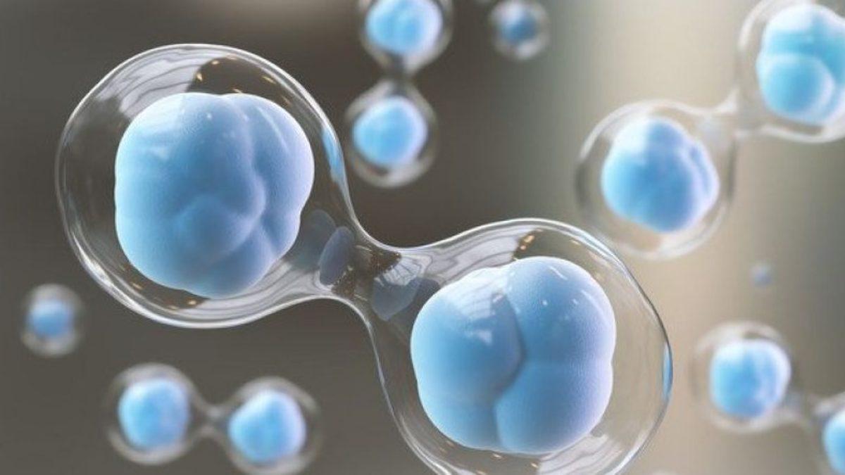 Nobel Ödüllü Bilim İnsanı Aziz Sancar’dan Beyin Kanserini Tedavi Edebilecek Keşif!