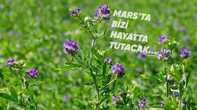 Mars’ta Hayatta Kalmak İçin Yetiştirmemiz Gereken İlk Bitki Açıklandı (Hayır, Patates Değil)