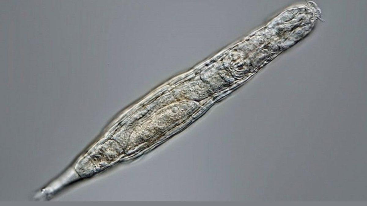 24 Bin Yıldır Donmuş Bir Halde Bulunan Organizma, Hayata Geri Döndürüldü