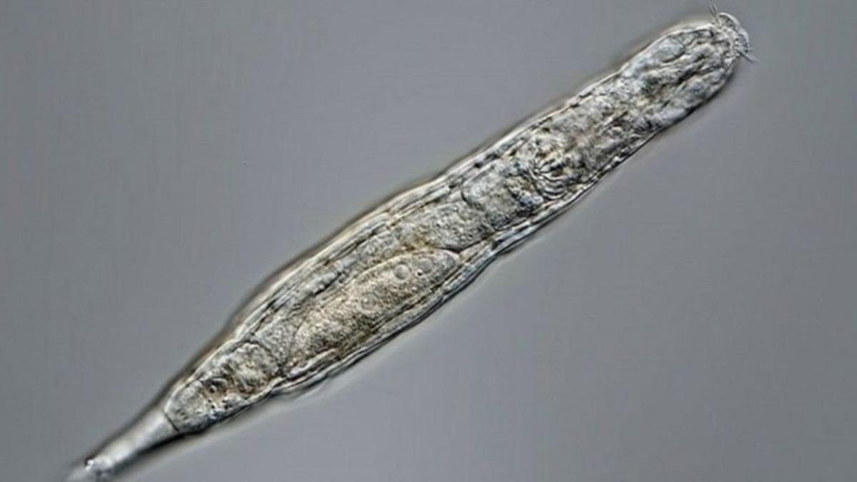 24 Bin Yıldır Donmuş Bir Halde Bulunan Organizma, Hayata Geri Döndürüldü