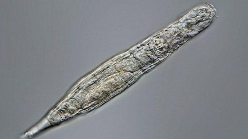 24 Bin Yıldır Donmuş Bir Halde Bulunan Organizma, Hayata Geri Döndürüldü