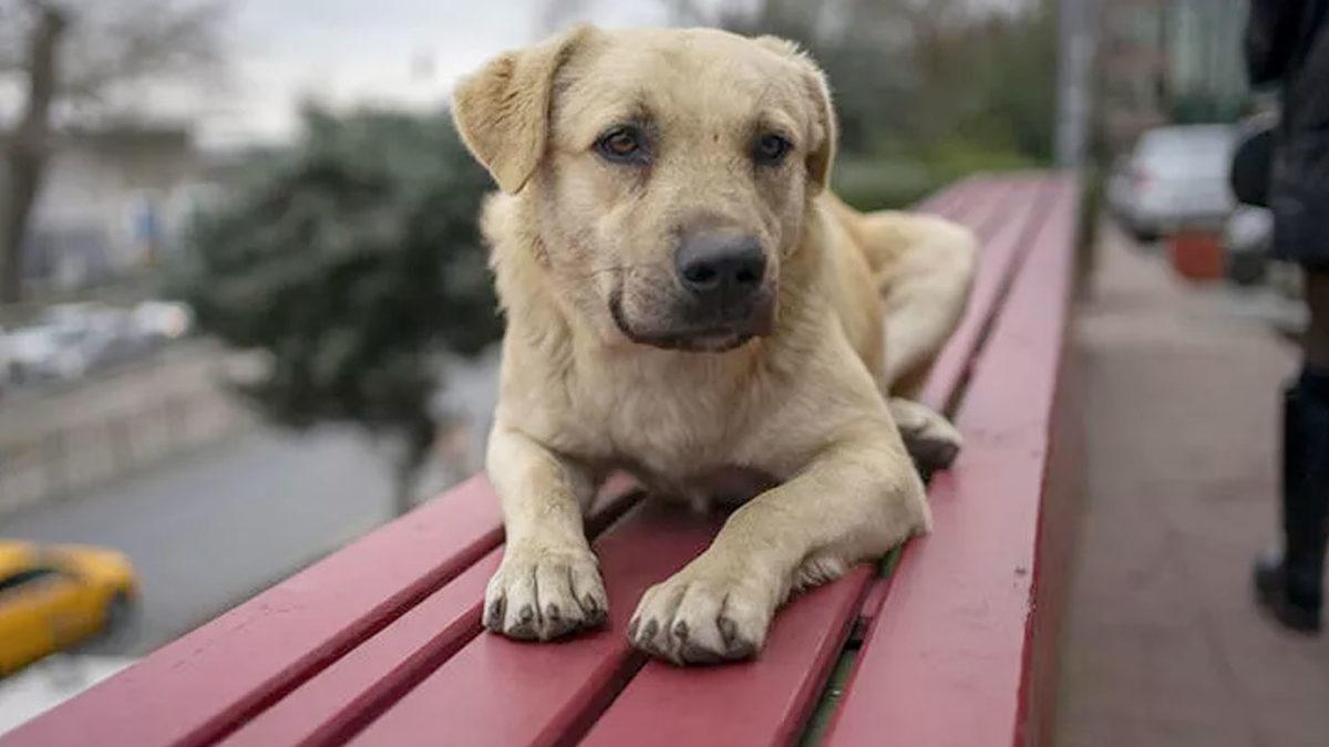 Saman Alevi Gibi Yayılan ‘Havrita’ Tartışmaları Hakkında Tüm Gerçekler: Kime Güveneceğimizi Şaşırdık!