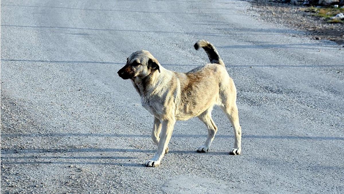 Saman Alevi Gibi Yayılan ‘Havrita’ Tartışmaları Hakkında Tüm Gerçekler: Kime Güveneceğimizi Şaşırdık!
