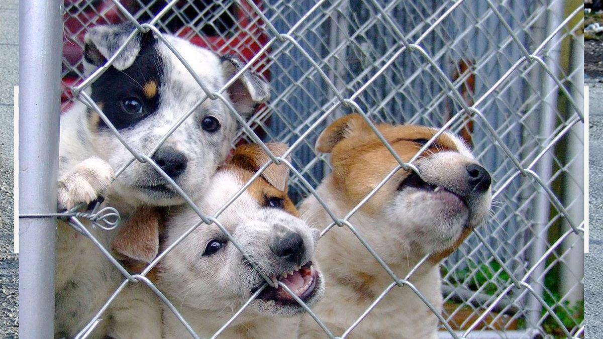 Saman Alevi Gibi Yayılan ‘Havrita’ Tartışmaları Hakkında Tüm Gerçekler: Kime Güveneceğimizi Şaşırdık!
