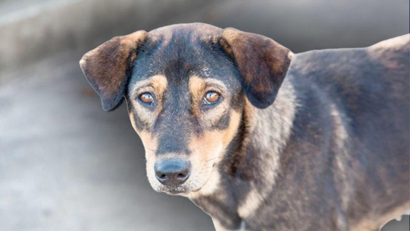Saman Alevi Gibi Yayılan ‘Havrita’ Tartışmaları Hakkında Tüm Gerçekler: Kime Güveneceğimizi Şaşırdık!