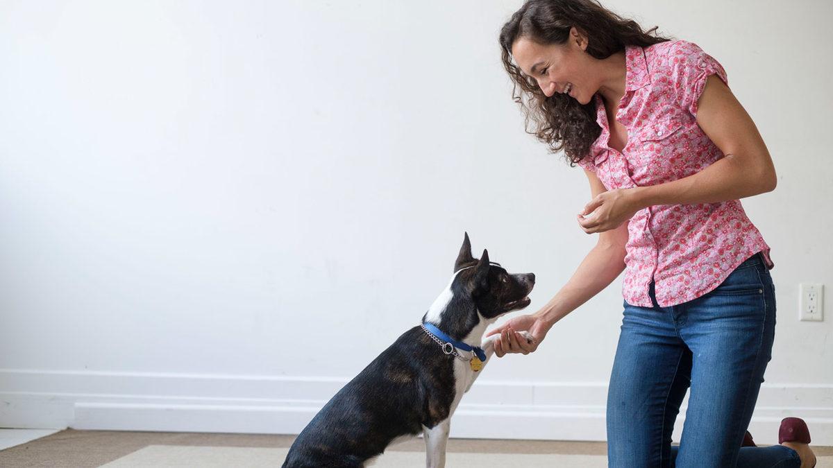 Sevimli Dostlarımız Köpekler Nasıl Eğitilir? Denemeye Değer 10 İpucu