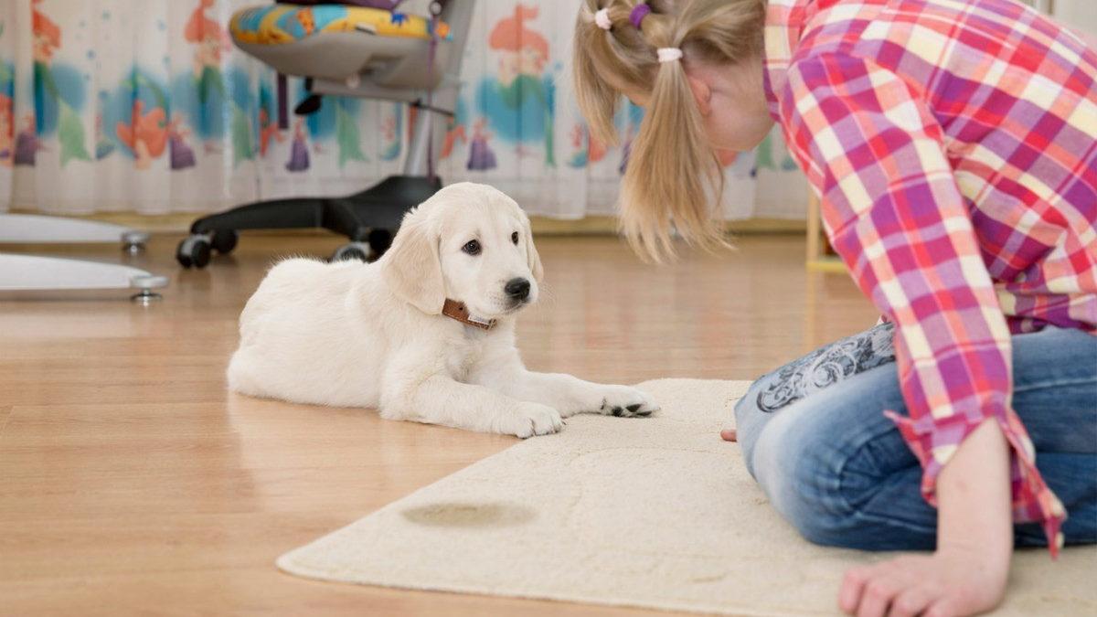 Sevimli Dostlarımız Köpekler Nasıl Eğitilir? Denemeye Değer 10 İpucu