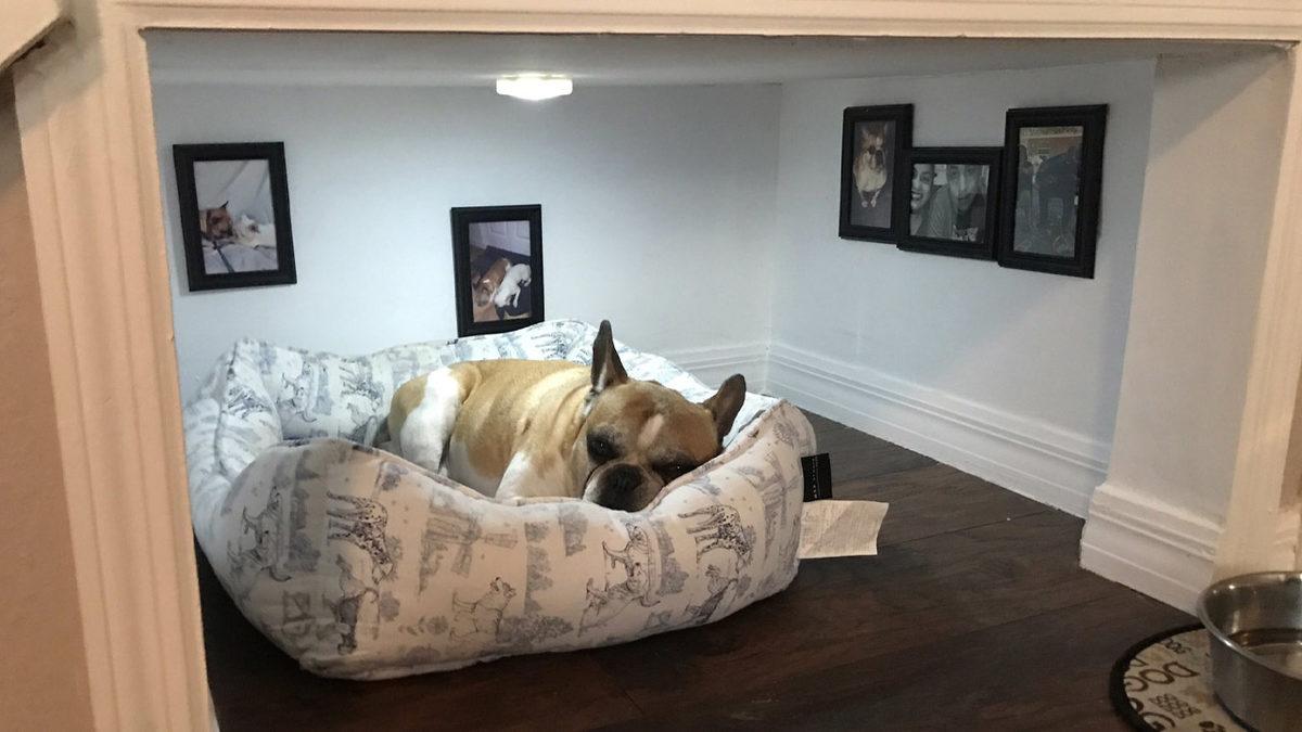 Sevimli Dostlarımız Köpekler Nasıl Eğitilir? Denemeye Değer 10 İpucu