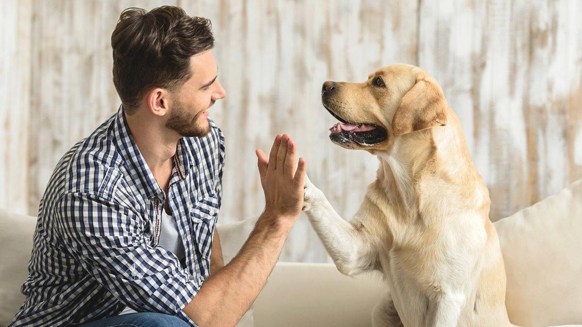 Sevimli Dostlarımız Köpekler Nasıl Eğitilir? Denemeye Değer 10 İpucu