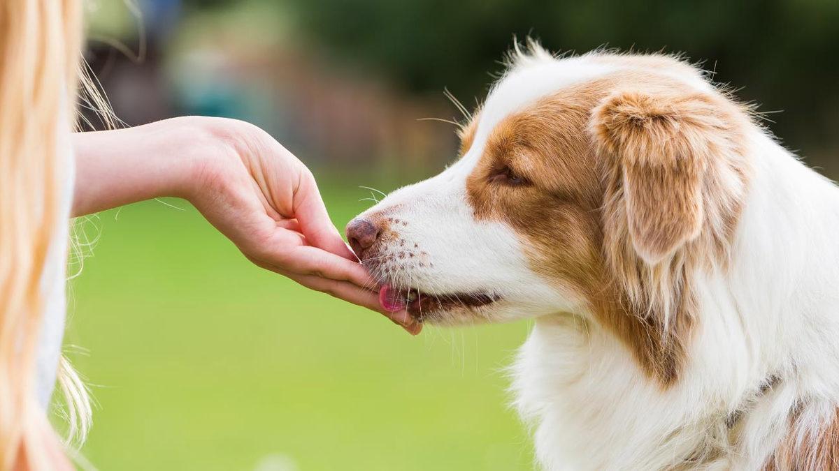 Sevimli Dostlarımız Köpekler Nasıl Eğitilir? Denemeye Değer 10 İpucu