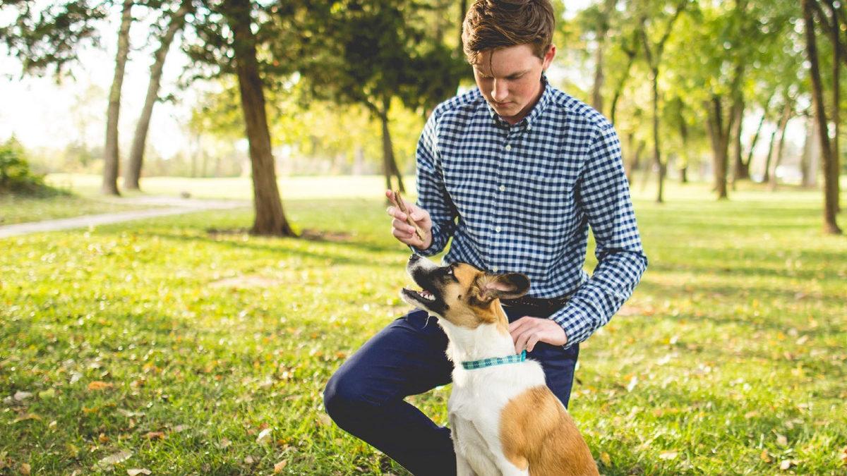 Sevimli Dostlarımız Köpekler Nasıl Eğitilir? Denemeye Değer 10 İpucu