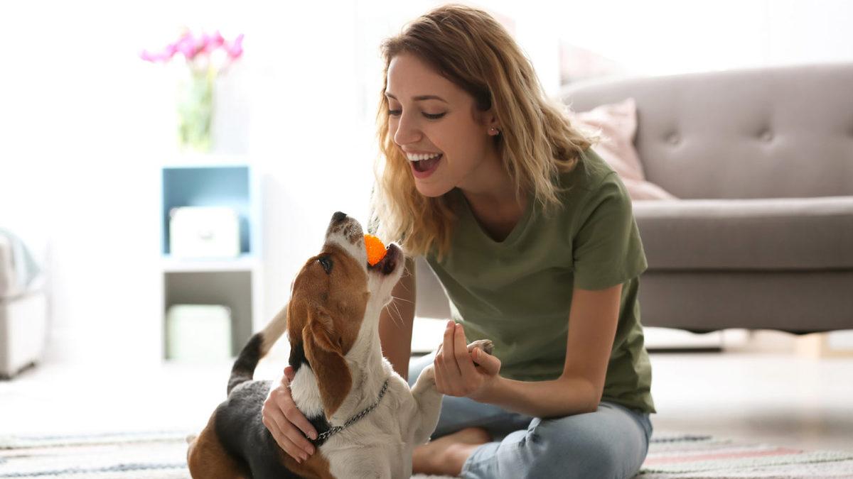 Sevimli Dostlarımız Köpekler Nasıl Eğitilir? Denemeye Değer 10 İpucu