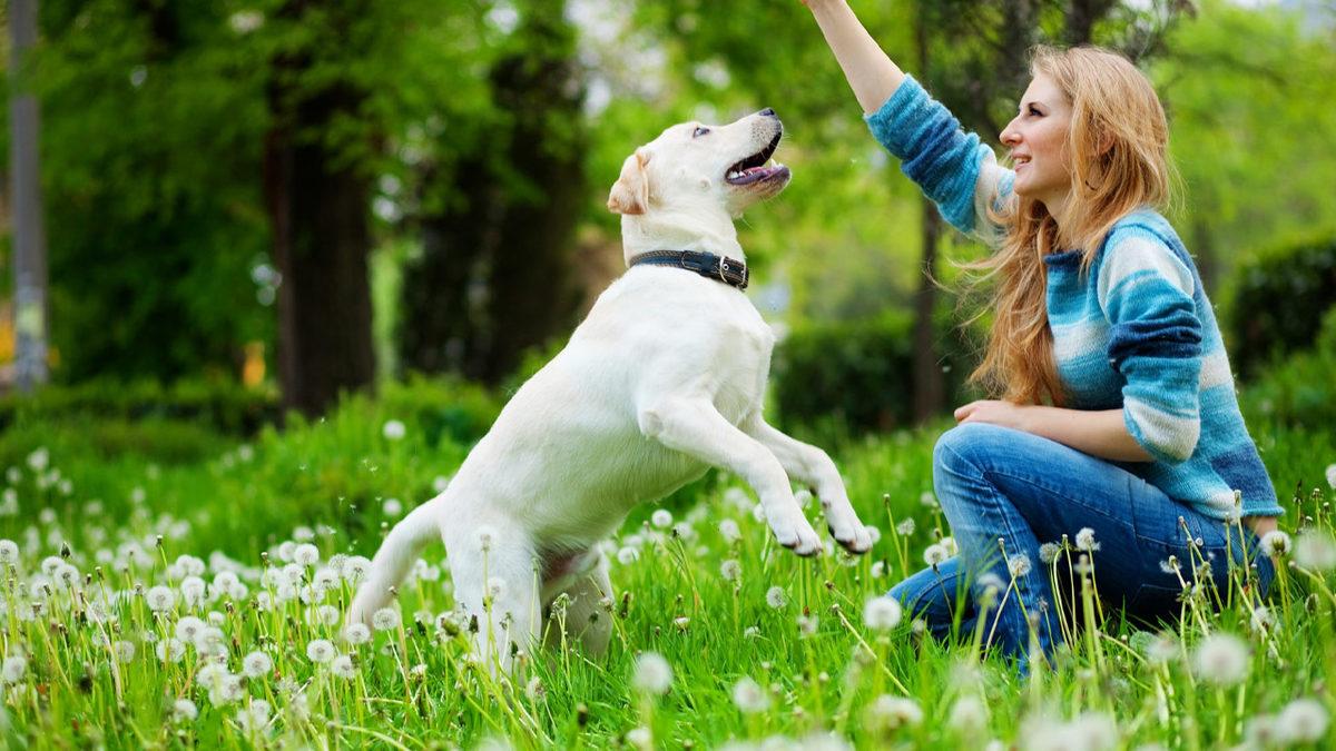 Sevimli Dostlarımız Köpekler Nasıl Eğitilir? Denemeye Değer 10 İpucu