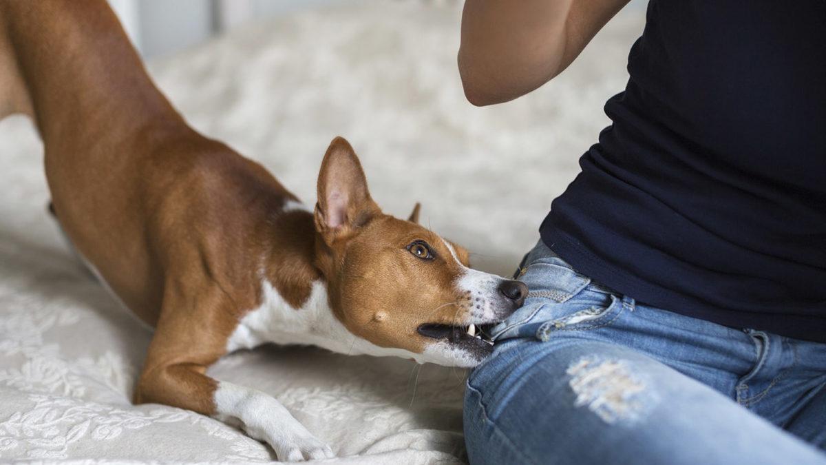 Sevimli Dostlarımız Köpekler Nasıl Eğitilir? Denemeye Değer 10 İpucu