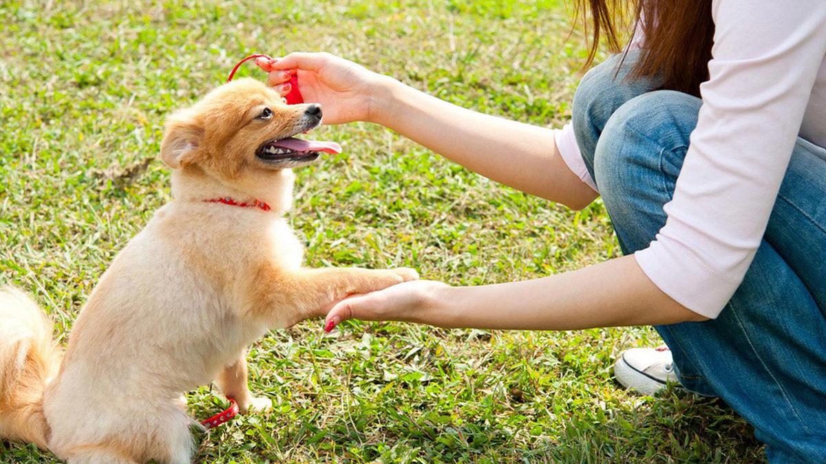 Sevimli Dostlarımız Köpekler Nasıl Eğitilir? Denemeye Değer 10 İpucu