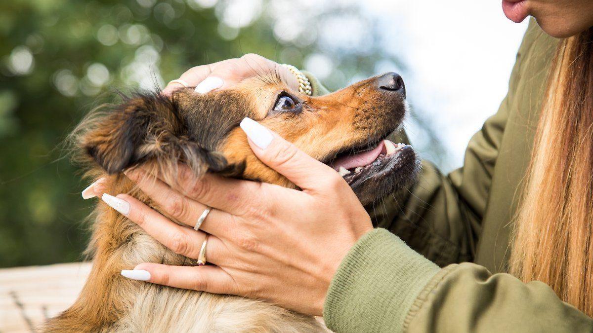 Köpeklerin de İnsanlar Gibi Gözyaşı Dökebileceği Açıklandı: Ama Üzüntüden Değil...