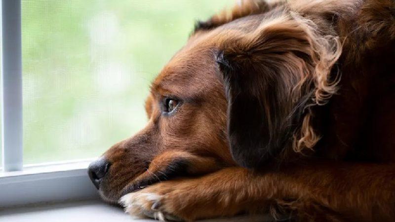 Köpeklerin de İnsanlar Gibi Gözyaşı Dökebileceği Açıklandı: Ama Üzüntüden Değil...